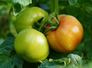 Green and orange 'Pineapple Pole' tomatoes nestled among lush green leaves, showcasing their vibrant colors, while growing tomatoes indoors