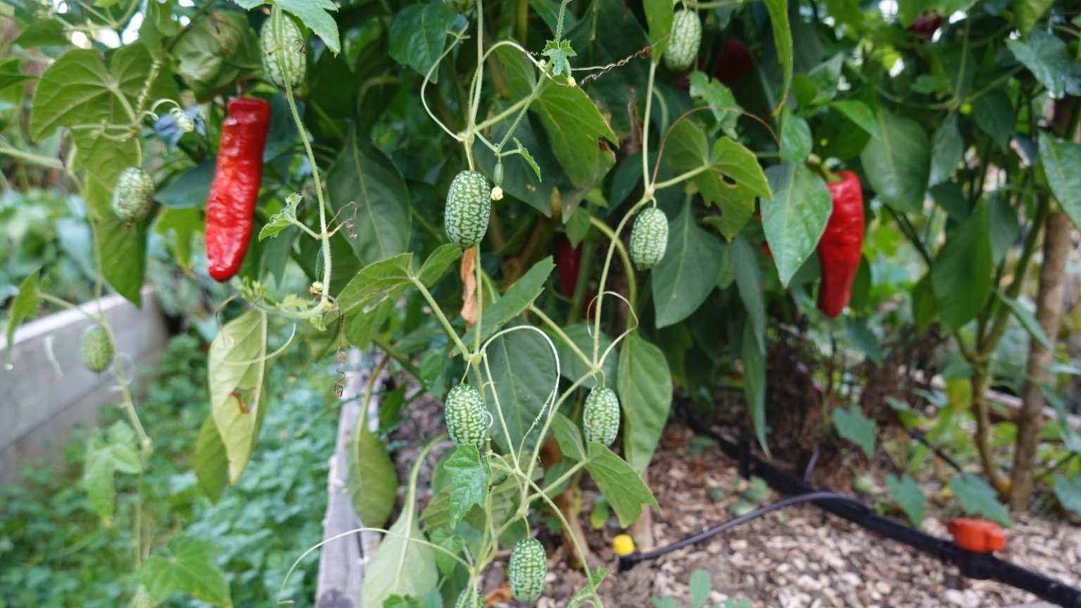 How to Grow Peppers in Raised Beds for an Abundant Harvest