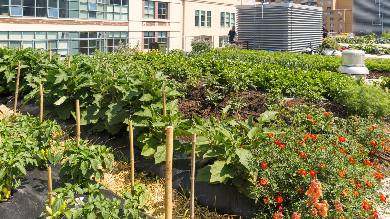 Roof garden beds with growing vegetable crops such as tomatoes, eggplants, carrots, onions, dill, and flowering marigolds.