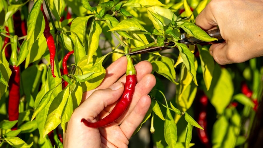 How and When to Harvest Peppers