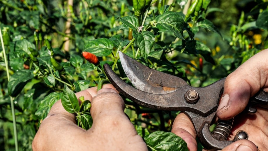 How to Prune Pepper Plants To Increase Your Harvest