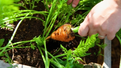 Plant visual data 5