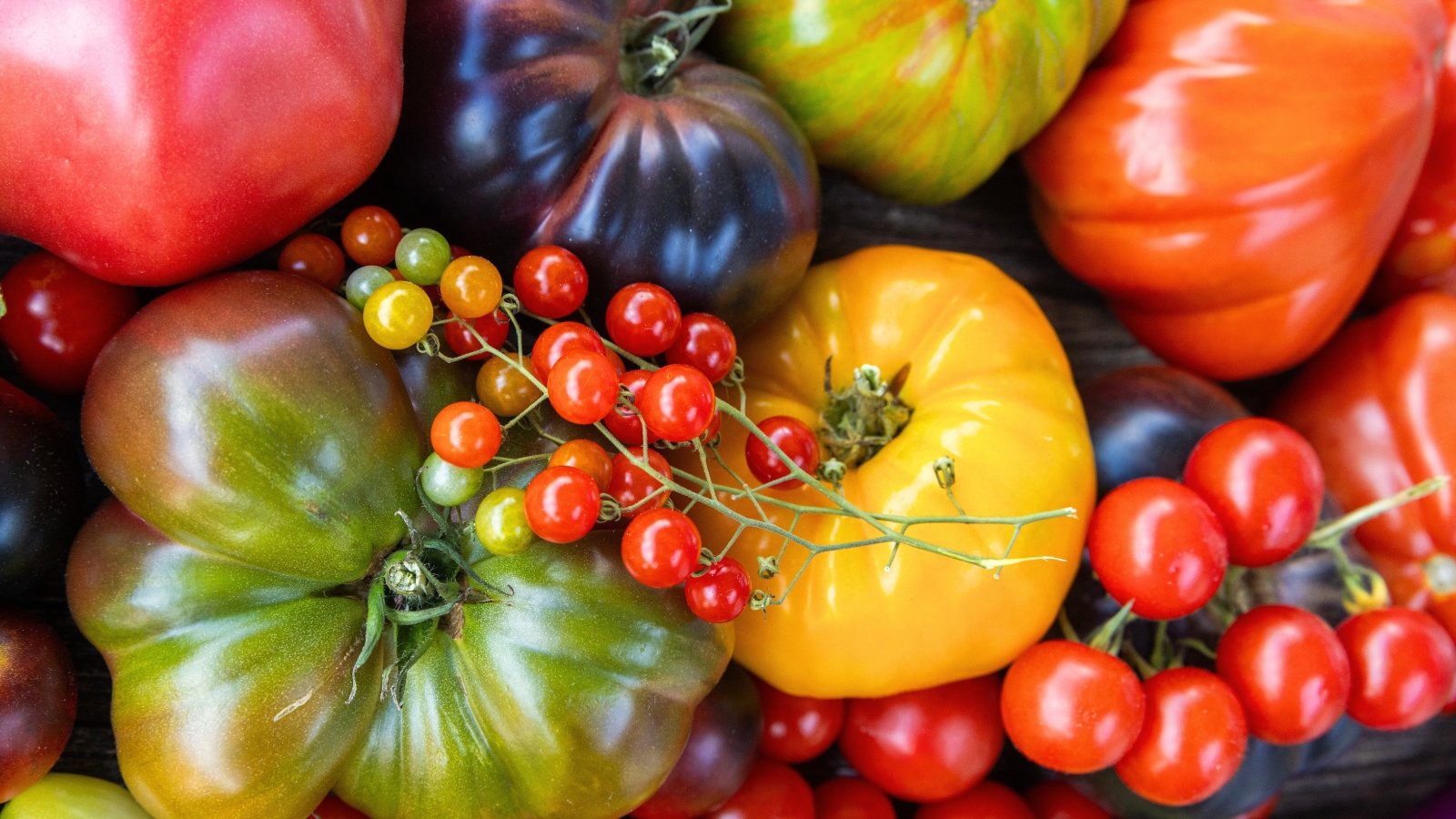 An overhead view of a freshly harvested cultivars of fruits which includes large, ribbed fruits with thin, shiny skins in bright red, green, purple and yellow, and clusters of cherry fruits in bright red, yellow and green.
