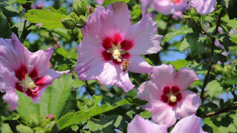 11 Tropical-Looking Plants That Grow in Cold Climates