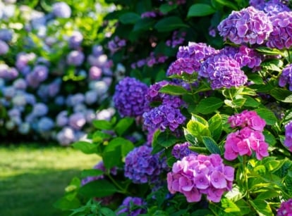 A close-up of vibrant Hydrangea flowers in blue and pink hues, surrounded by lush green leaves, with more Hydrangea plants in the background, including hydrangea old wood