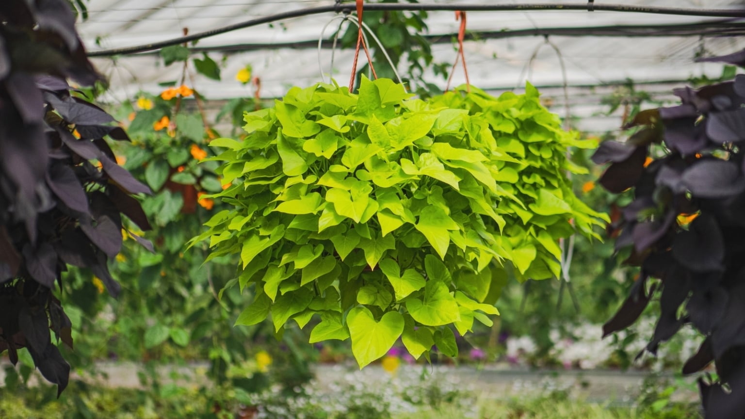 7 Sweet Potato Vine Varieties That Stun in Containers