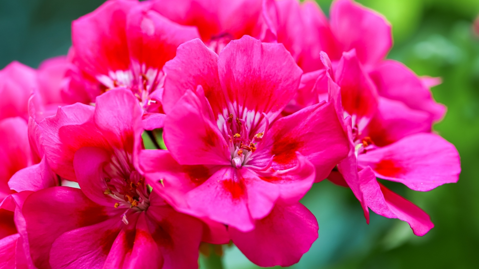 9 Container Combinations To Attract Pollinators