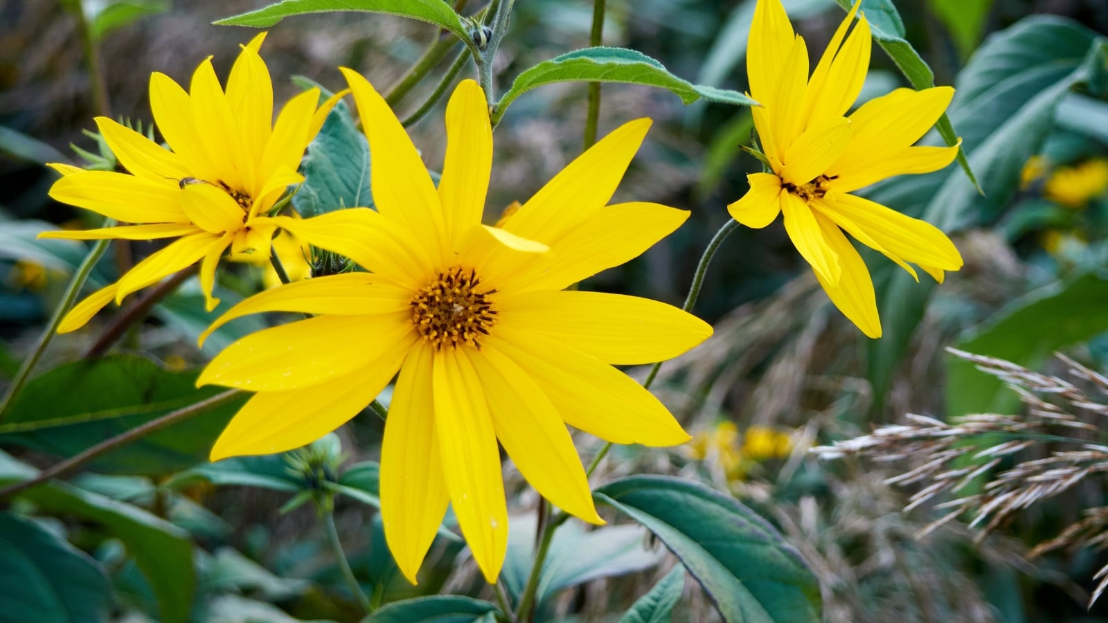 Jerusalem Artichoke displays large, heart-shaped leaves and bright yellow, sunflower-like flowers on tall, sturdy stems.
