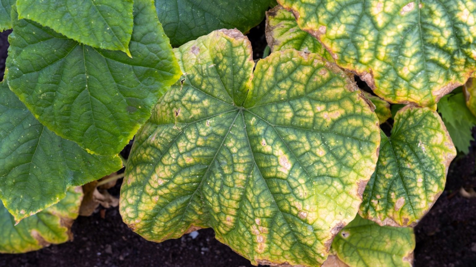 7 reasons why your cucumbers are turning yellow