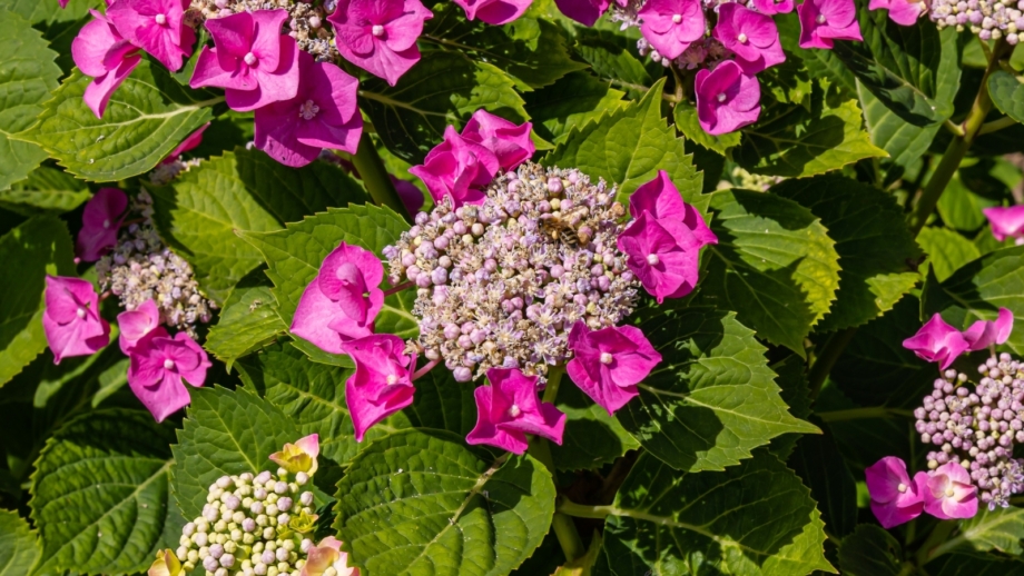 Hydrangeas And Roses 7 No-Fail Rose and Hydrangea Combos for Your Garden