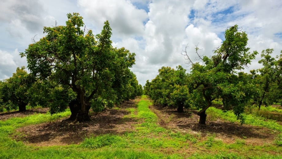 5 Best Avocado Trees for Home Gardens
