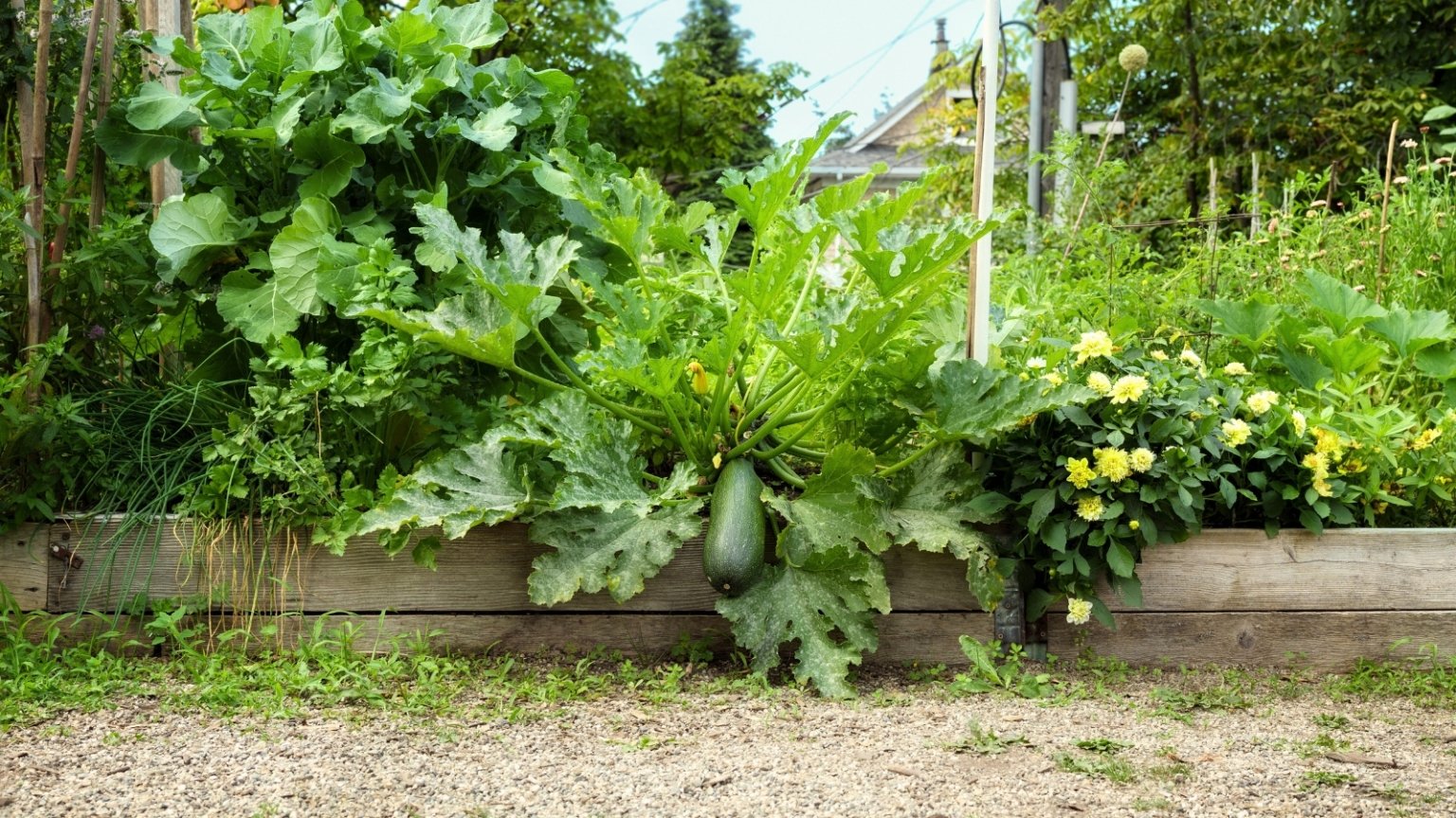 How to Grow Squash in Raised Beds 9 Pro Tips