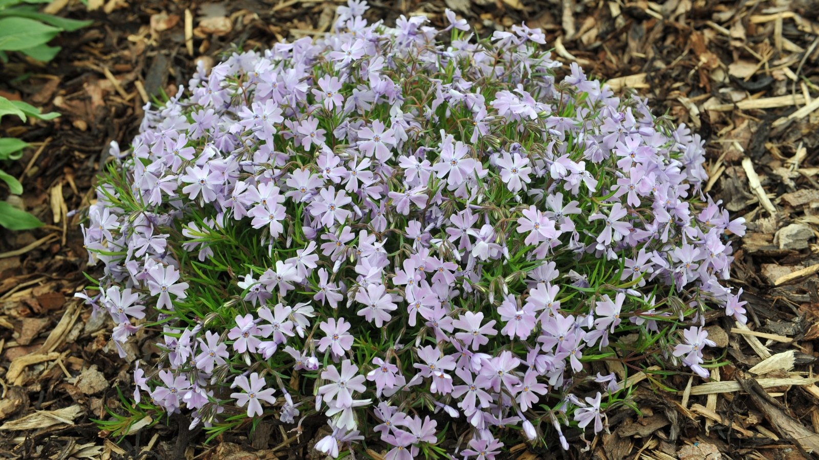 A close-up of light blue Creeping Phlox flowers, delicate petals spread around a cream center, nestled in soil enriched with dead plant debris.