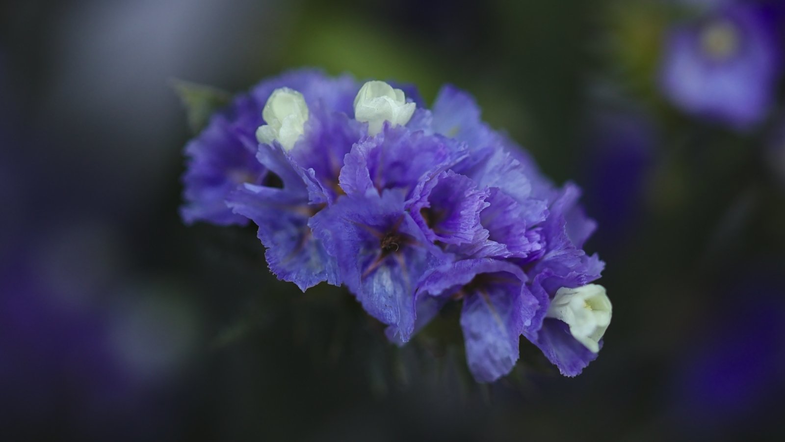 A close-up of clustered blue 'Twilight' statice flowers, showcasing vibrant color.