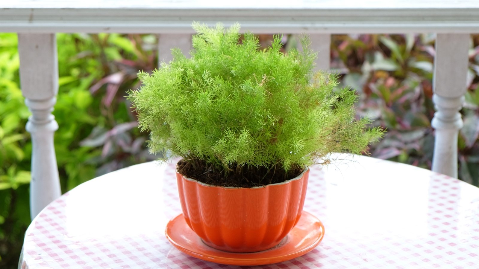 An orange cup holding a statice plant with feathery foliage, placed on a round table.