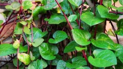 A close-up shot of vines of a crop, that produce thick, succulent burgundy-purple stems and glossy, heart-shaped leaves.