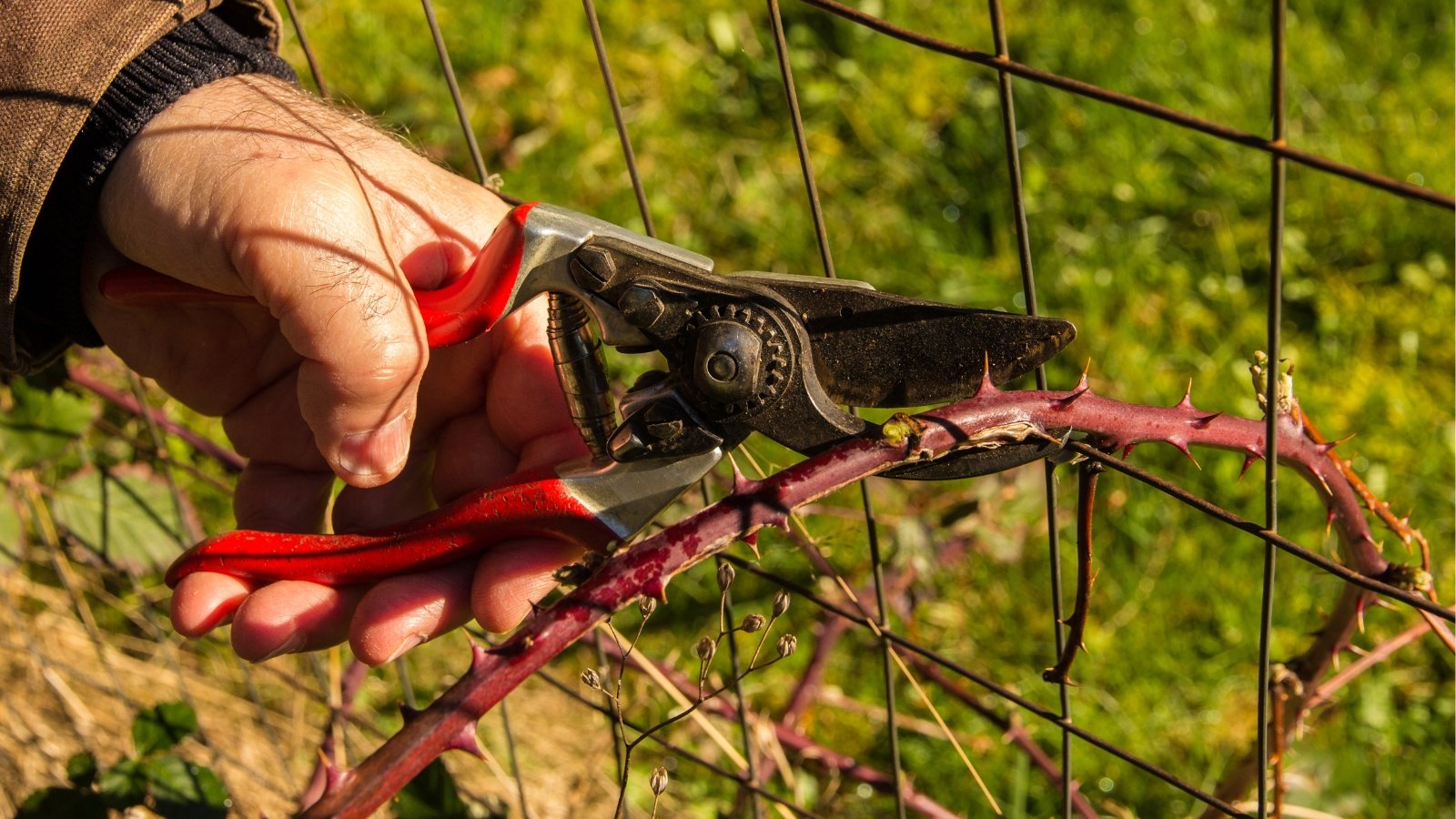 A close-up of a man using pruning shears to trim a thorny vine cane entangled in metallic wire mesh, set against a blurred background of vibrant green grass.