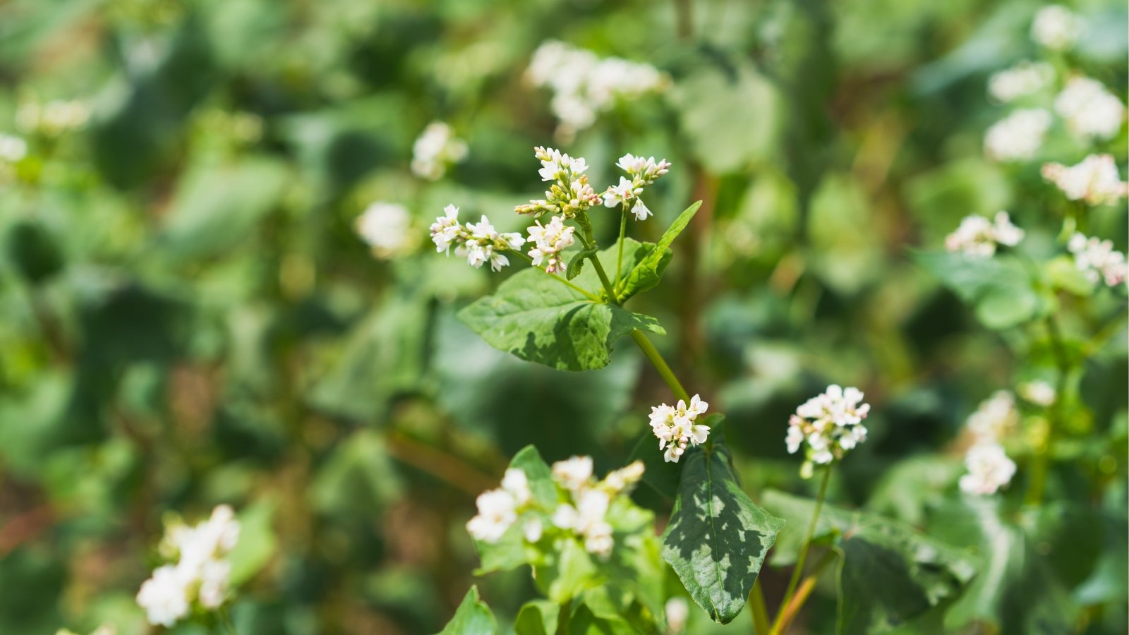 A close-up of Buckwheat flowers, displaying clusters of tiny white blooms, accompanied by broad, heart-shaped leaves, set against a backdrop of blurred greenery.
