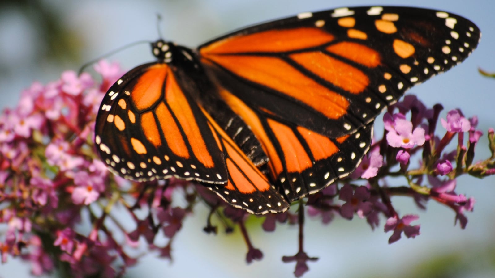 The Monarch butterfly sits on a blooming Buddleja inflorescence features vibrant orange wings adorned with black veins and borders, sprinkled with white spots.