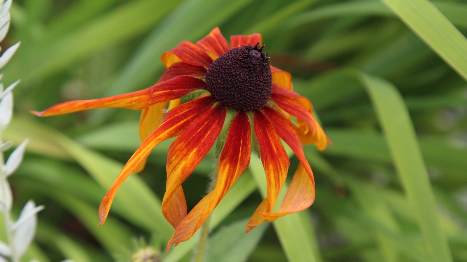 21 Best Flowers for Growing in Raised Beds