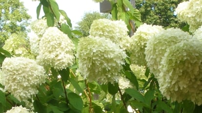 Lush 'Limelight' hydrangeas; their petals soft green, soak up the sun's warm rays.