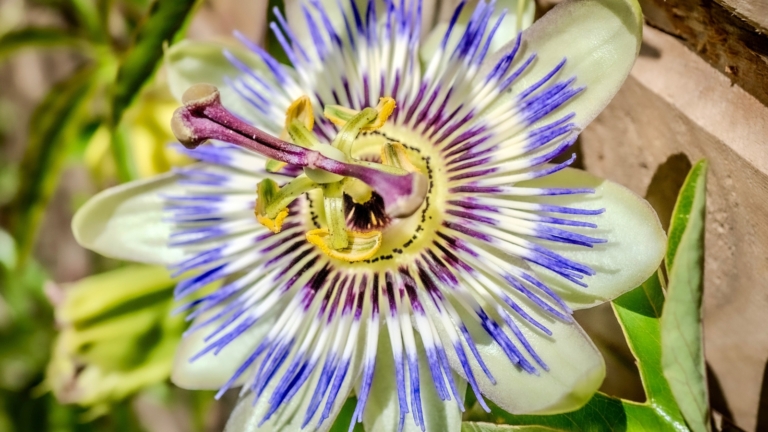 11 Tropical-Looking Plants That Grow in Cold Climates