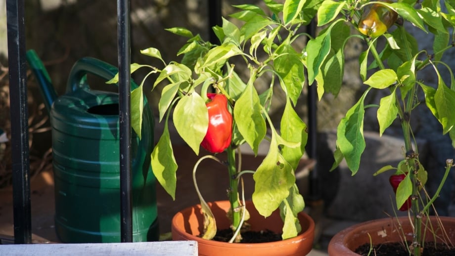 How and When to Harvest Peppers