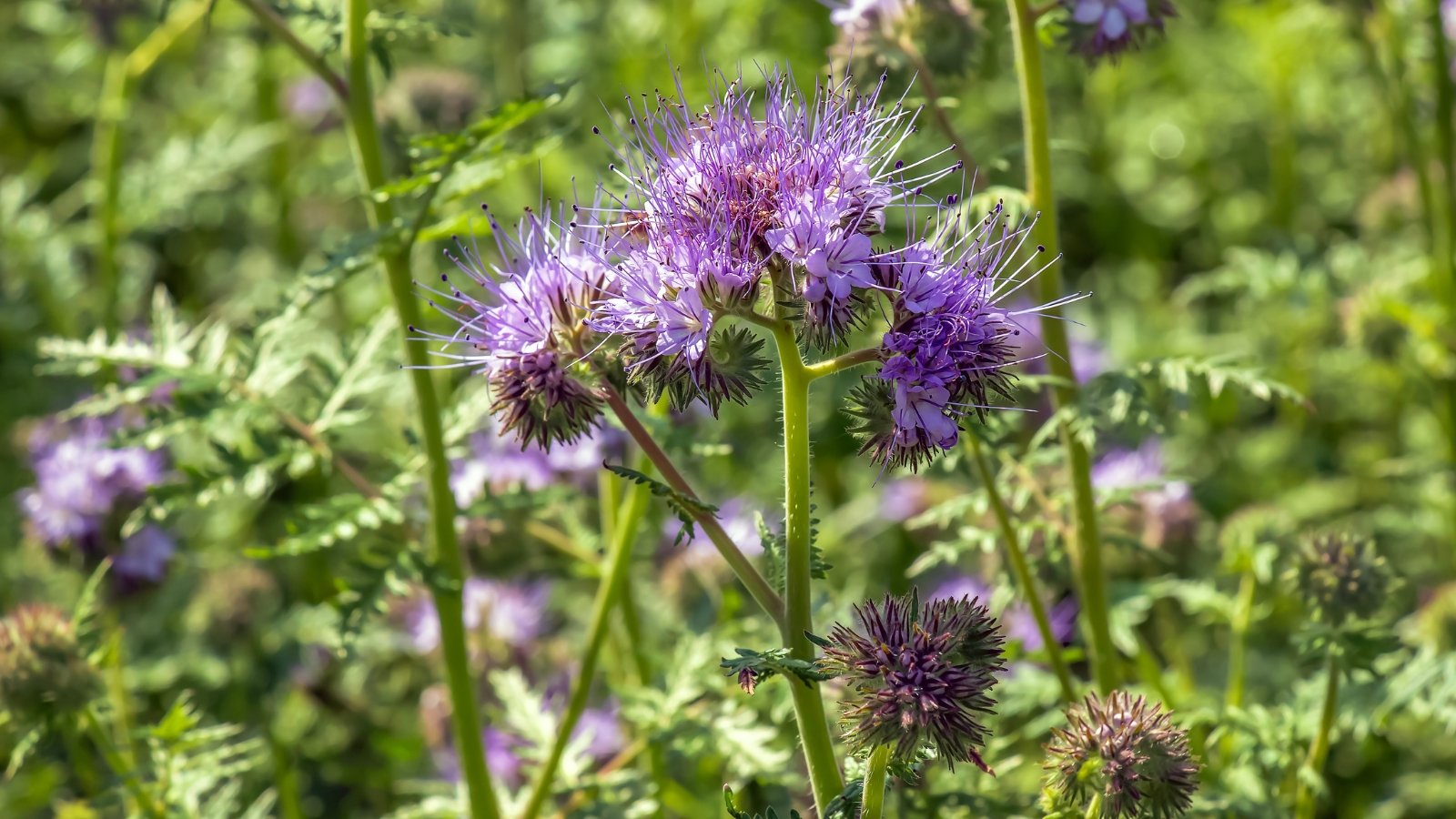 Phacelia boasts finely divided, fern-like green leaves and produces stunning, coiled clusters of small, lavender-blue flowers with prominent stamens.