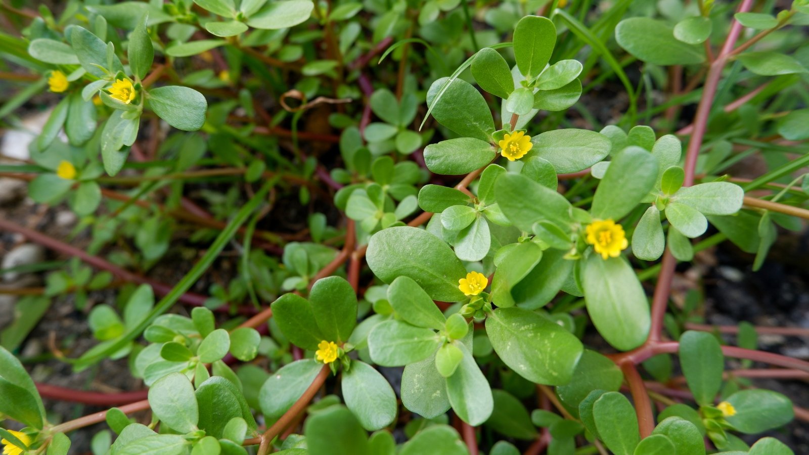 A close-up of a Common Purslane plant, displaying its tiny, delicate yellow flowers, set against the backdrop of its fleshy, green leaves, and thin, wiry branches reaching out gracefully.