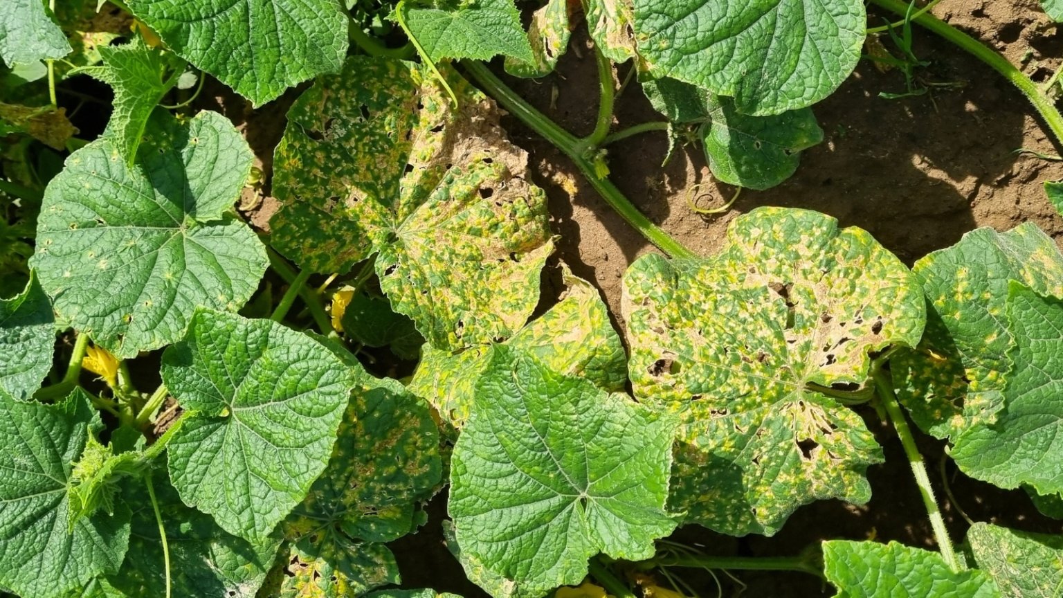 7 reasons why your cucumbers are turning yellow