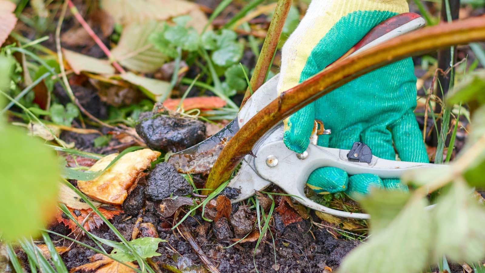A close-up of a blue-gloved hand using pruning shears for primocane pruning, cutting a thick blackberry cane against a backdrop of lush green grass.