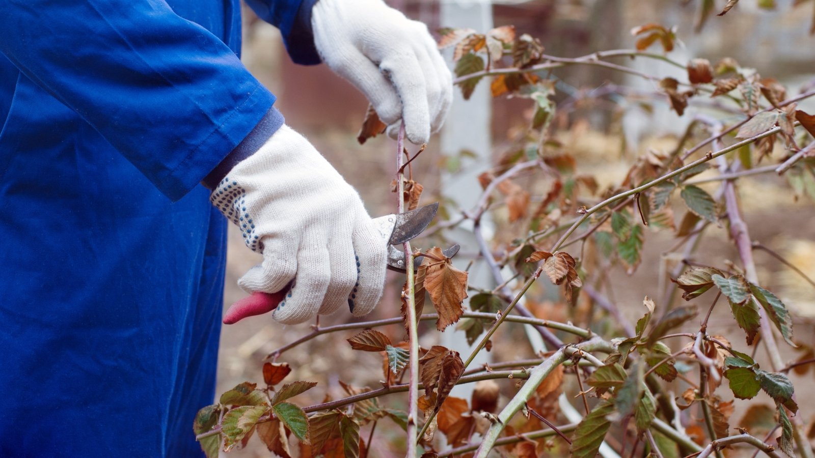 A close-up of a man in white gloves with pruning shears, trimming blackberry bush branches and canes with dry brown leaves, illustrating the floricane pruning technique.