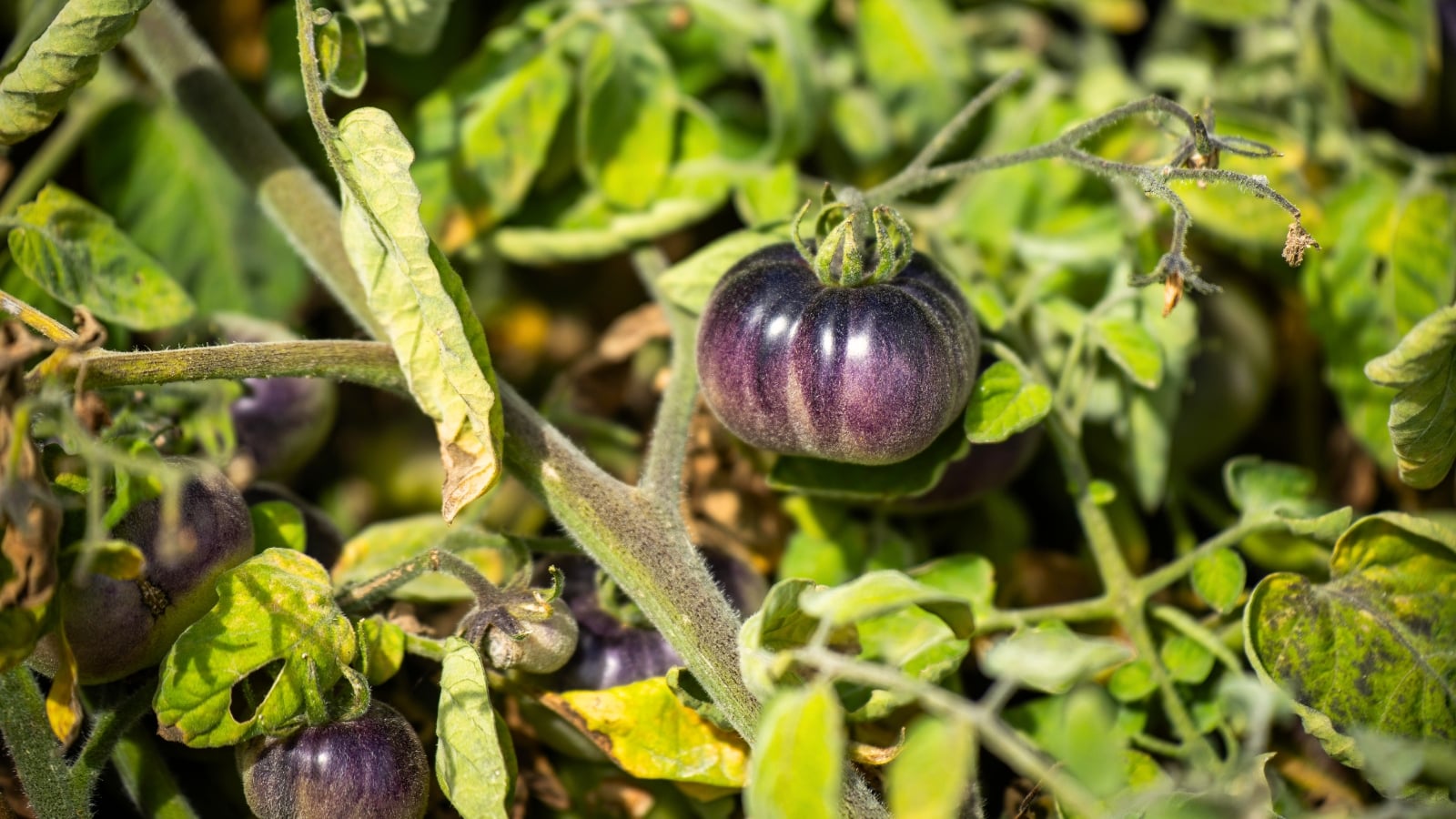 Purple tomatoes are smooth-skinned fruits with a deep purple hue growing on hairy stems among lobed foliage.