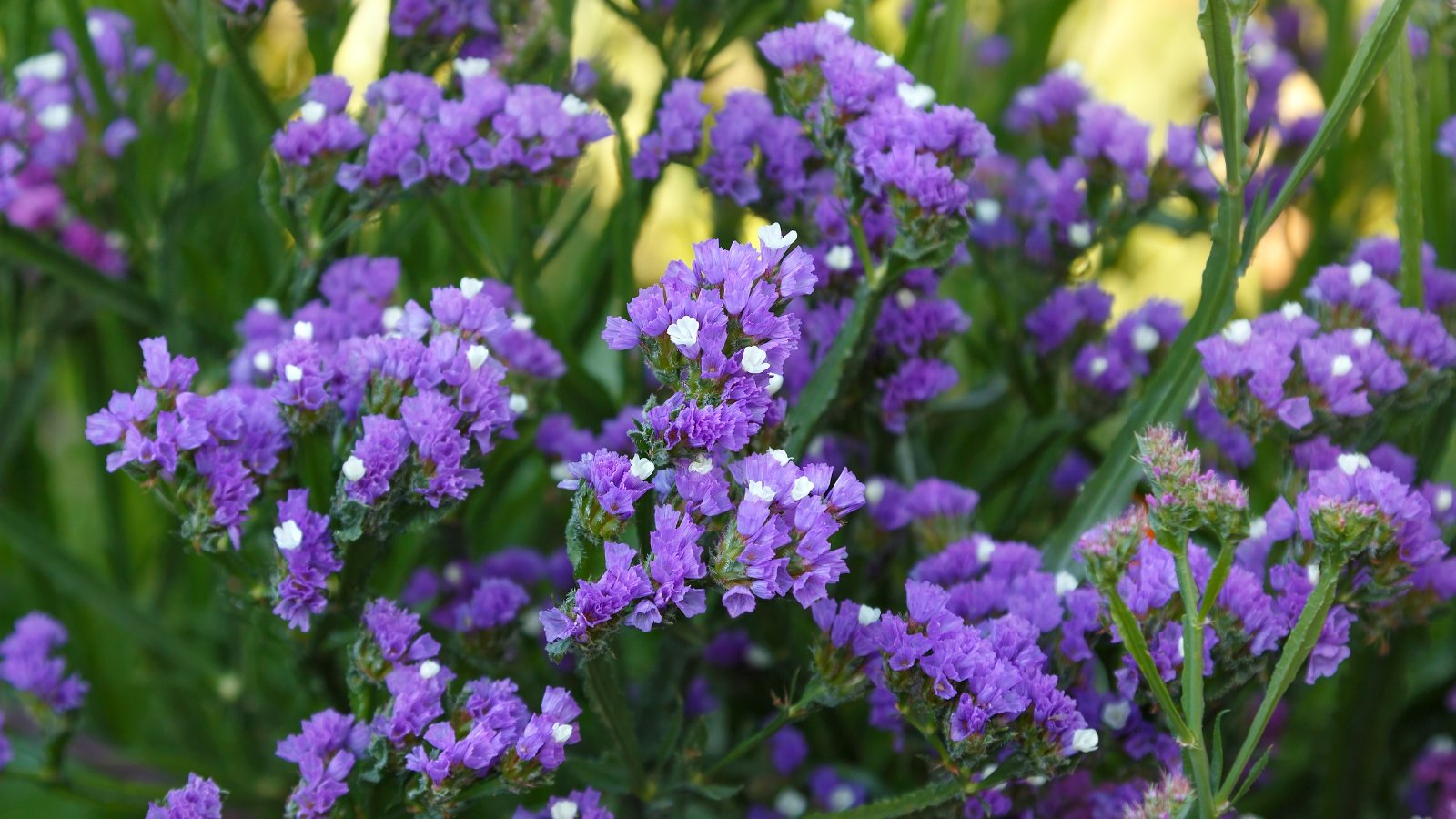 Clusters of purple statice flowers nestled among lush green foliage, creating a vibrant contrast in a garden setting.