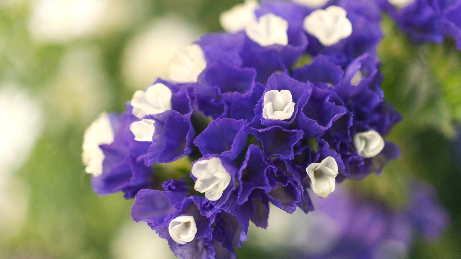 A close-up of purple and white statice flowers in full bloom, showcasing delicate petals and vibrant colors.