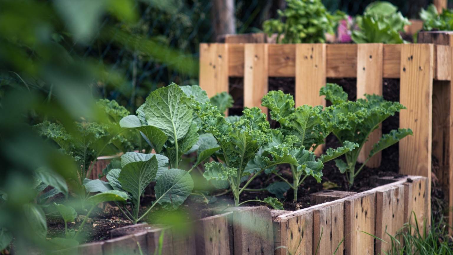 5 Tips For Growing Cabbage in Raised Beds