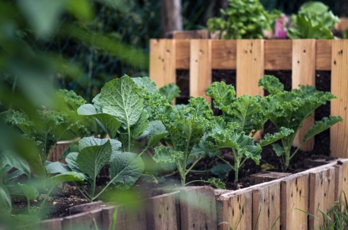A close-up of vibrant green cabbages flourishing in nutrient-rich soil within wooden raised beds.