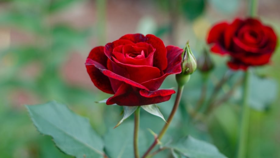 31 Flowering Foundation Plants That Boost Your Home’s Value