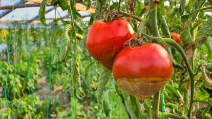 How to Plant, Grow, and Care for 'Celebrity' Tomatoes