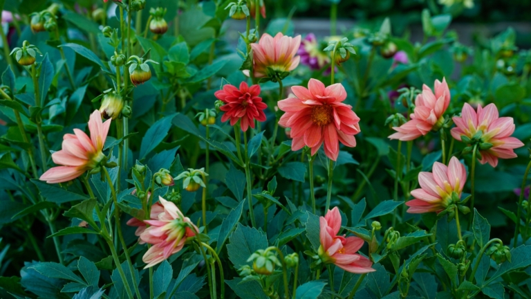 21 Best Flowers for Growing in Raised Beds