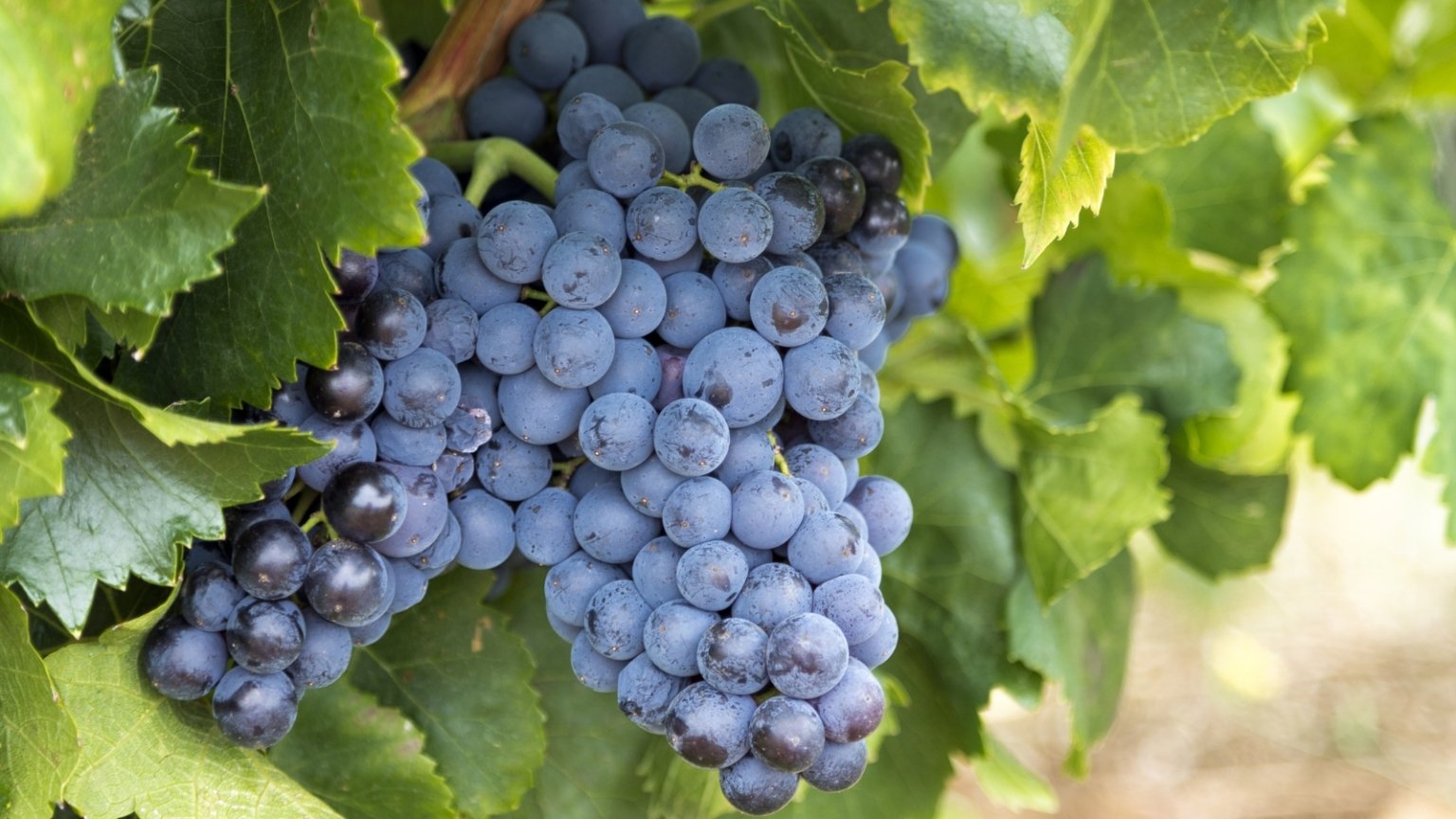 9 Tips For Growing Grapes in Raised Beds