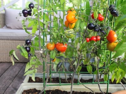 Colorful array of ripe tomatoes nestled in pots on a porch, featuring vibrant hues of orange, red, and deep purple, shows grow tomatoes from seed