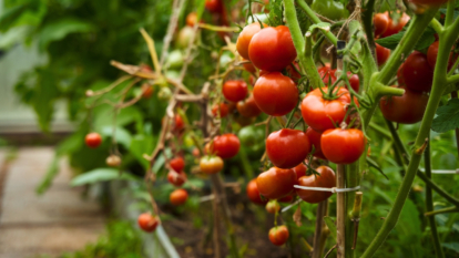 How to Plant, Grow, and Care for 'Celebrity' Tomatoes