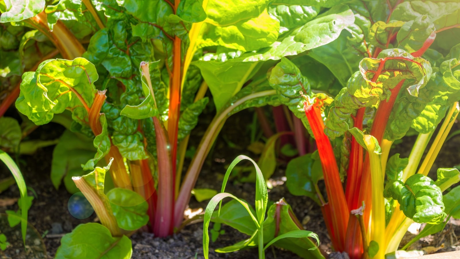 Rhubarb plants present large, deeply lobed green leaves on thick, red and greenish-yellow stalks.