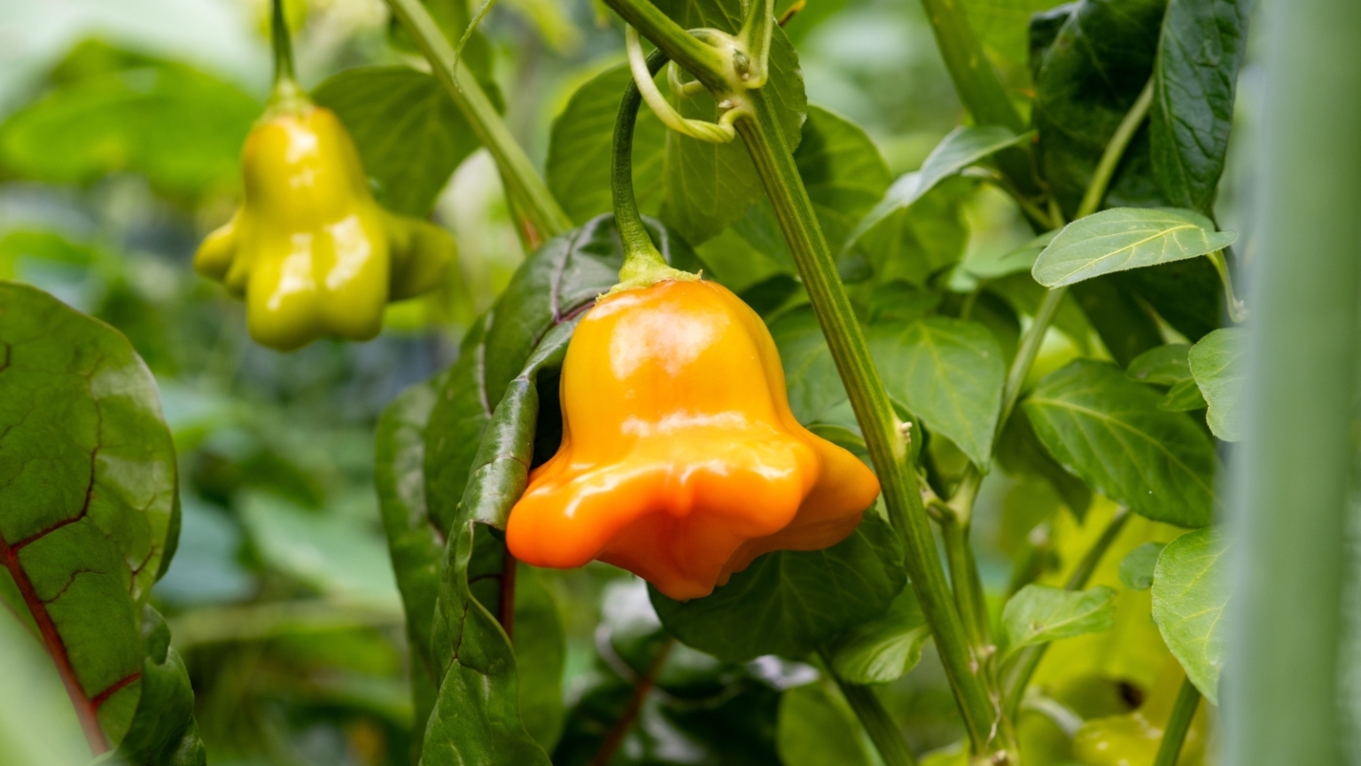 How and When to Harvest Peppers