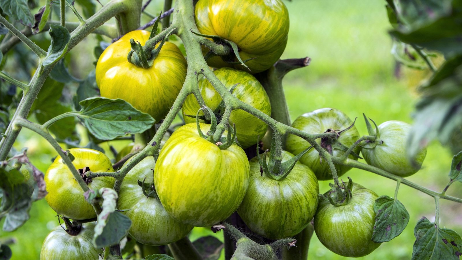 The 'Green Zebra' tomato plant showcases strong, upright stems, dense green foliage, and uniquely striped green and yellow fruits.