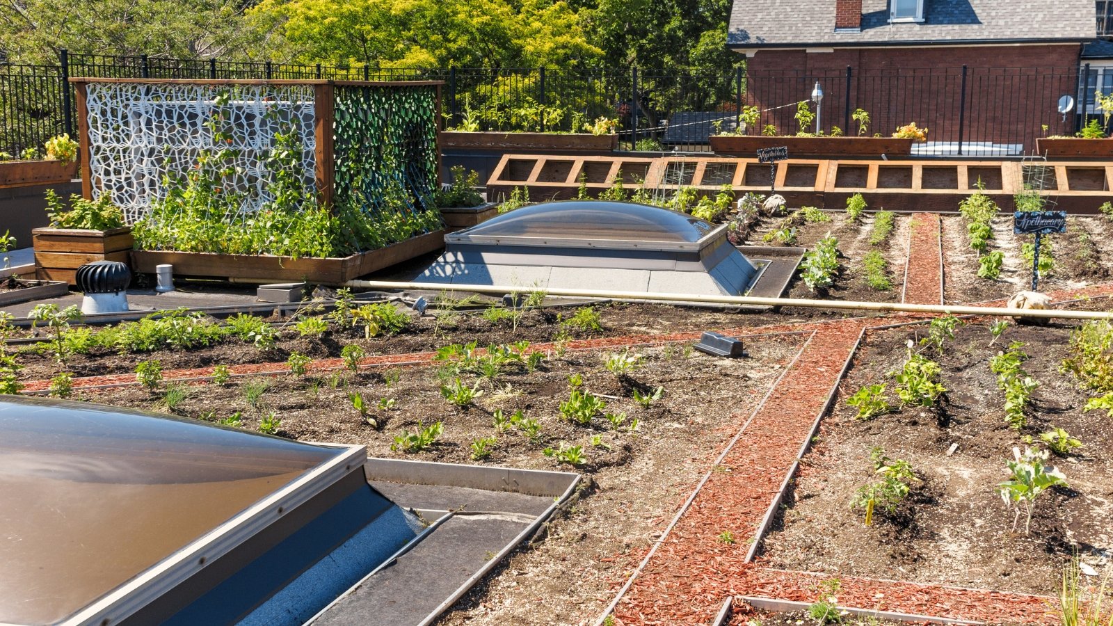 The rooftop vegetable garden is illuminated by sunlight, with various types of raised and ground beds with various vegetable crops such as peas, tomatoes, cabbage, peppers and others.