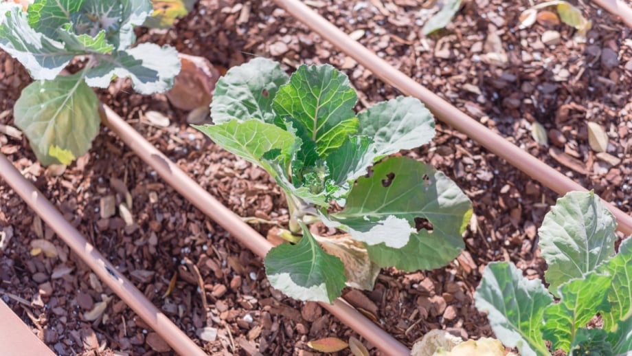 100 Common Vegetable Names to Learn in English visual data 8