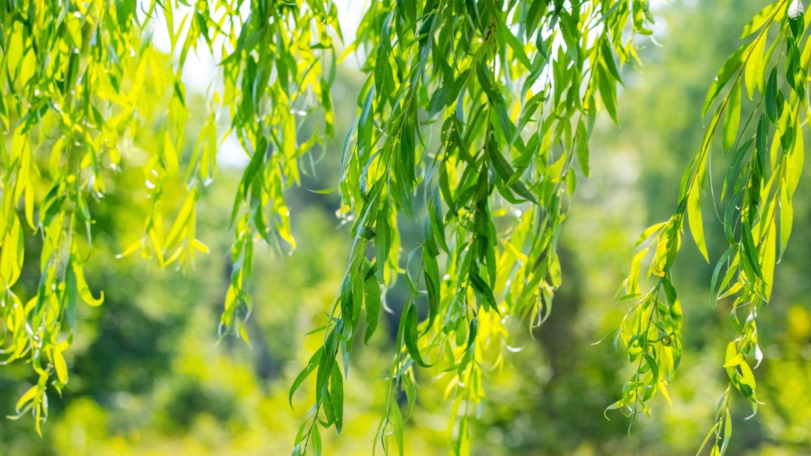 Salix babylonica has long, narrow leaves that are light green and hang gracefully from drooping branches.
