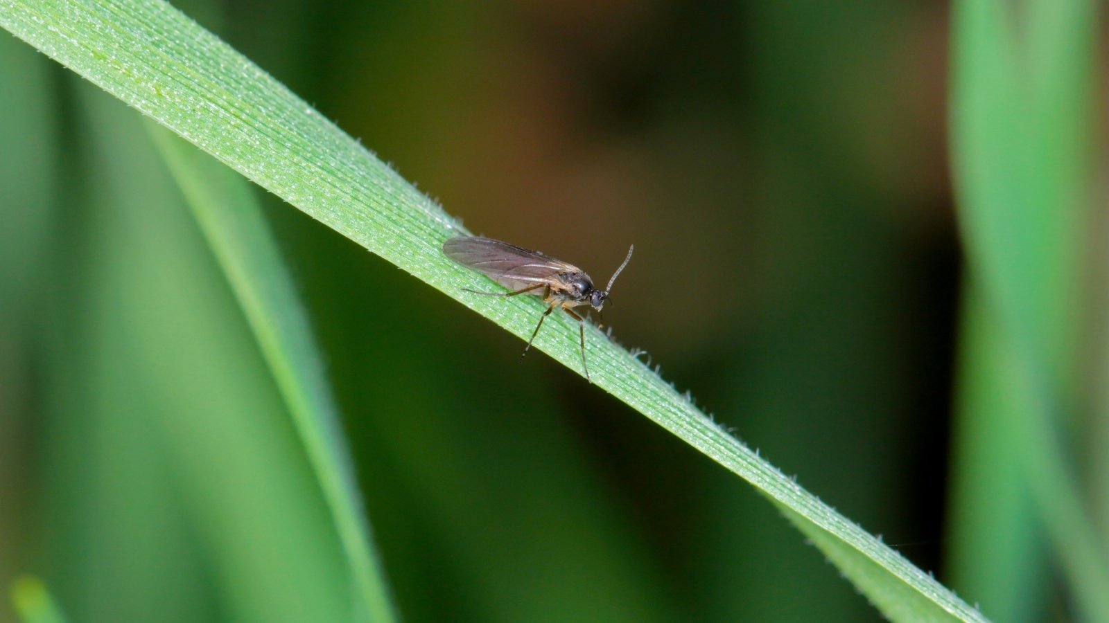 Close-up of fungus gnat on a thin green leaf, representing a small, delicate insect with slender, grayish-black body, long legs, and distinctive transparent wings.